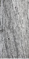 tree bark 0014